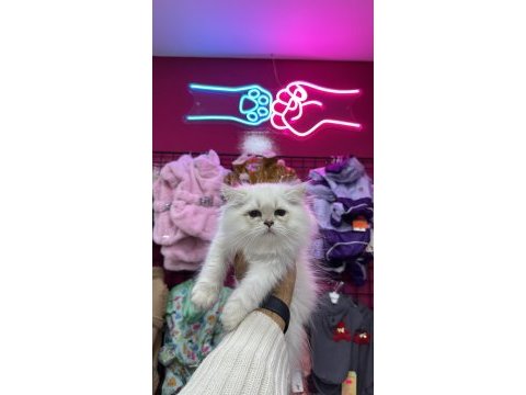 British longhair tüy yumakları yeni ailesini arıyor