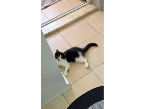Harika bir erkek exotic shorthair beşiktaş yavru