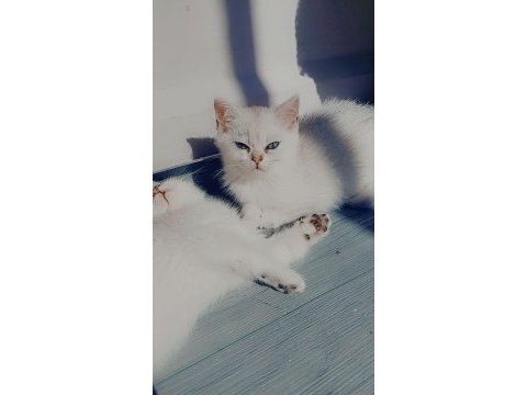 British shorthair 2 aylık dişi yavrular