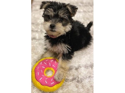 Sevgi dolu ve uyumlu yavru köpekler