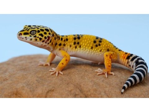Evcil bebek ve yetişkin leopard geckolar