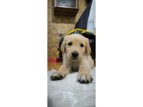 Yavru golden köpeğimiz yeni sahibini bekliyor