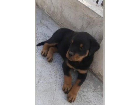 Profesyonel koruma köpekleri