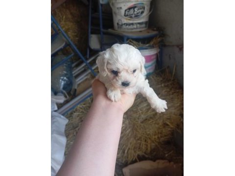Maltese köpeği yavrular