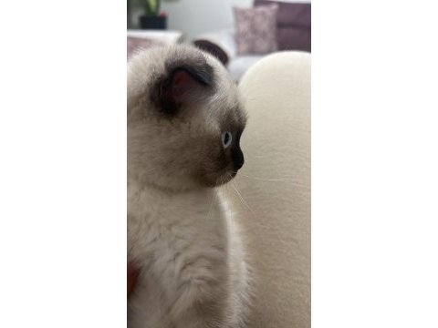 Scottish fold blue point 4 aylık dişi