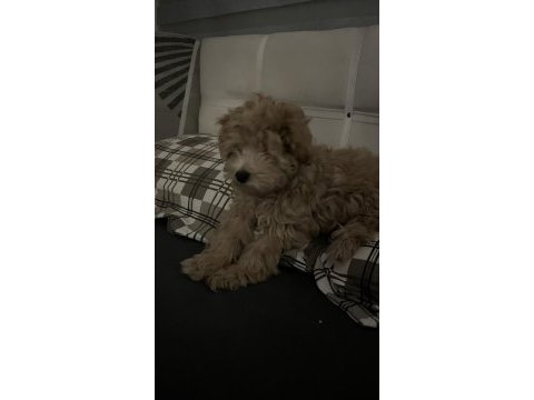 A kalite maltipoo yavru