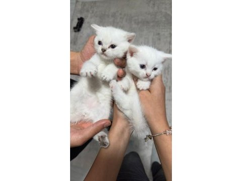 British shorthair erkek yavru