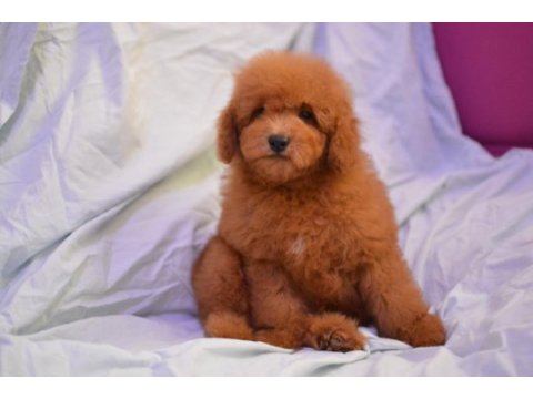 Maltipoo yine çok iddialıyız
