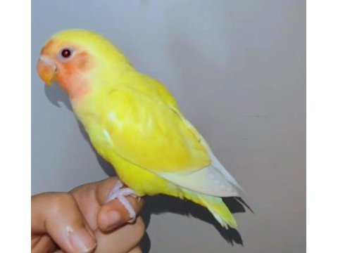 4 aylık yavru el besleme büyüdü full evcil sevda papağanı