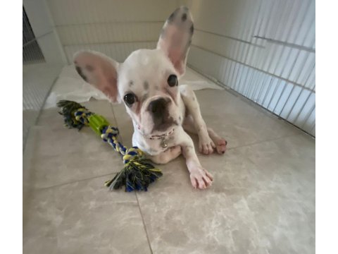 3 aylık dişi french bulldog yuva arıyoruz