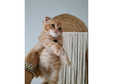 Mükemmel scottish fold bebeklerim