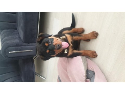 A kalite rottweiler uyguna yeni yuvasını bekliyor