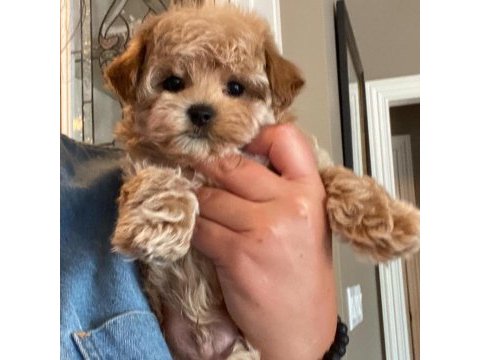 Her renk maltipoo eğitimli ve uygun