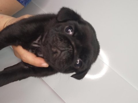 Pug yavrular