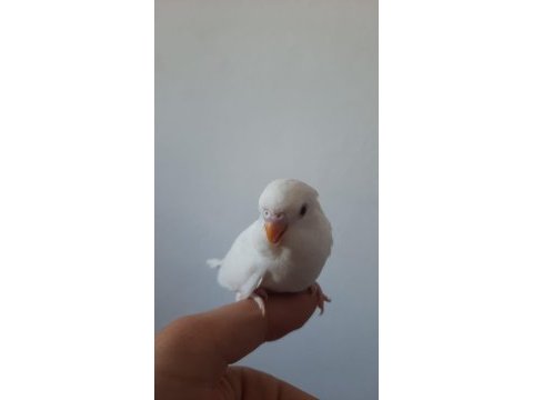 Kırmızı göz albino erkek yavru muhabbet kuşu