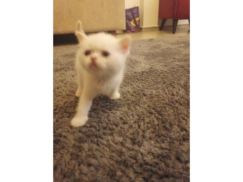 Scottish fold erkek yavru kedimiz