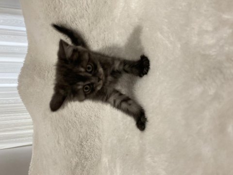 Koyu kahve british shorthair yavru