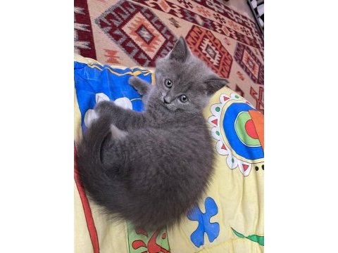 British shorthair çok tatlı yavrular