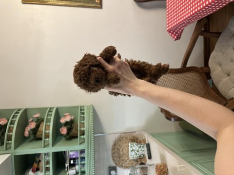Teacup poodle yavrumuz