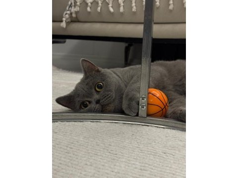 Ücretsiz british shorthair dişi