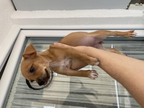2 aylık minyatür pinscher sarı kahvemsi renk sağlıklı