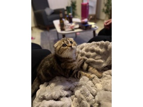 Minik scottish fold kaplanım
