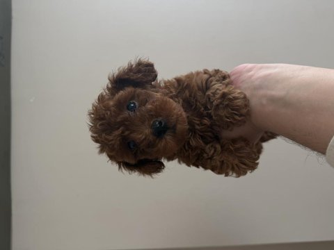 Toy poodle ev ortamından