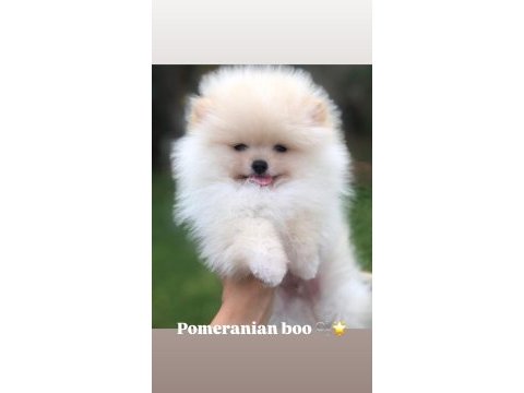 Pomeranian yavru boo