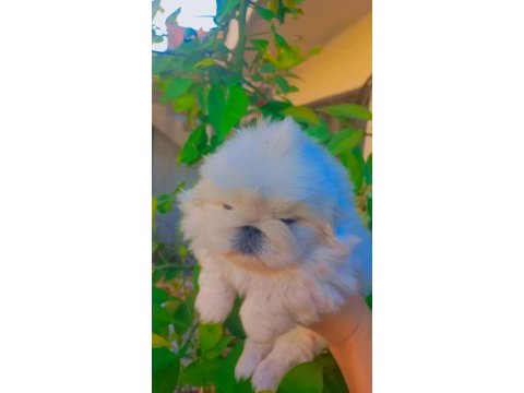 Yavru pekinez köpekler