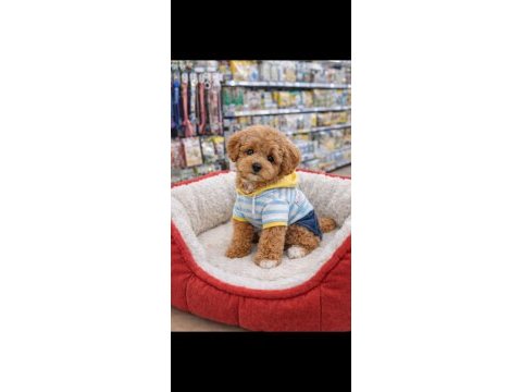 Maltipoo yavru ayıcık surat apricot renk