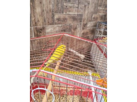 Muhabbet kuşlarımı sahiplendiriyorum