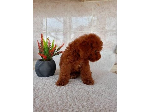 Red toy poodle erkek yavru