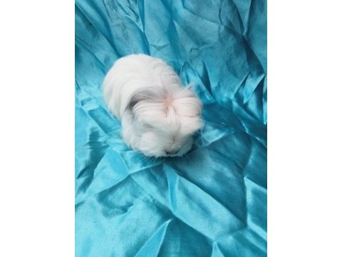 Üreticiden safkan guinea pig yavrular