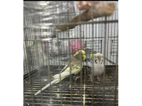 Japones ve jumbo ayarında erkek muhabbet kuşu