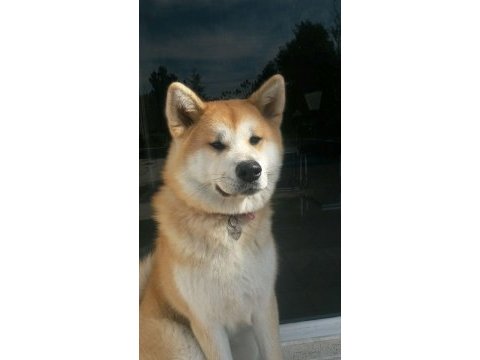 2,5 yaşında erkek japon akita