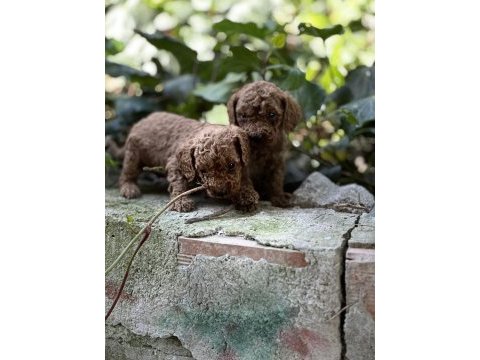 Mükemmel renk sağlık garantili toy poodle