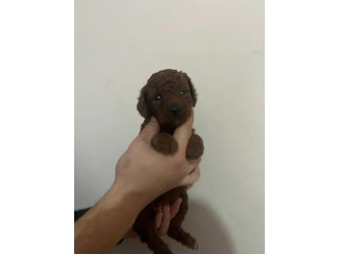 A kalite toy poodle