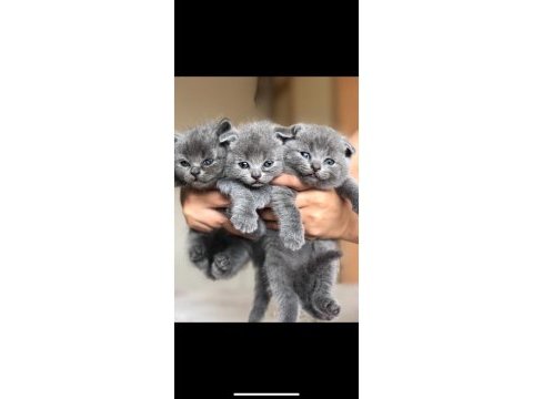 Yavru 45 günlük british shorthair kediler