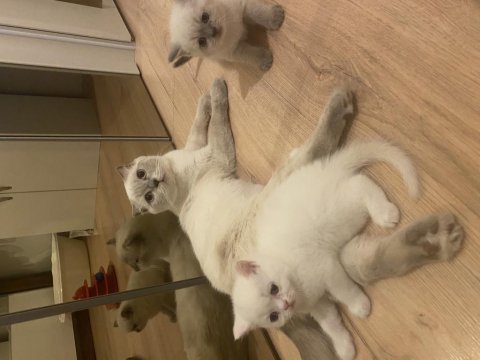 Yakışıklım blue point scottish fold