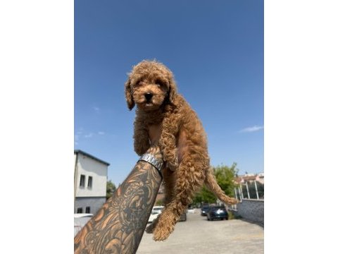 2 buçuk aylık erkek toy poodle