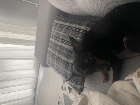 Gece 1 buçuk yaşında erkek pinscher