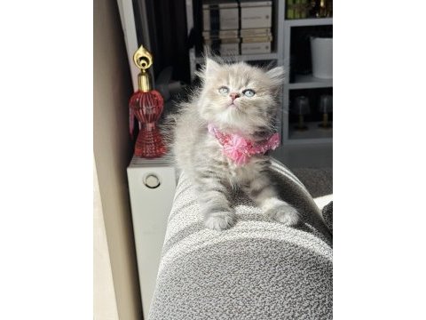 Güzellik abidesi british longhair