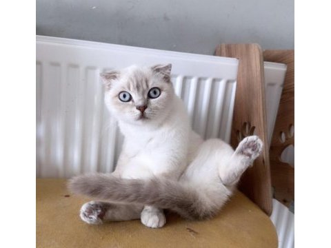 1 yaşında dişi british shorthair