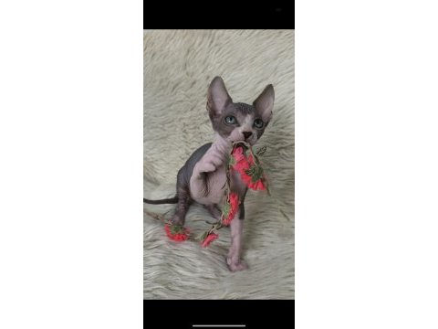 Kedimiz nakedbeauty sphynx cattery