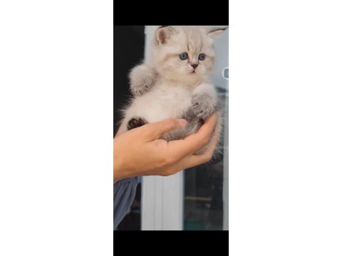 British shorthair kedisi