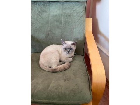 Yavru kedimiz ücretsiz sahiplendirme