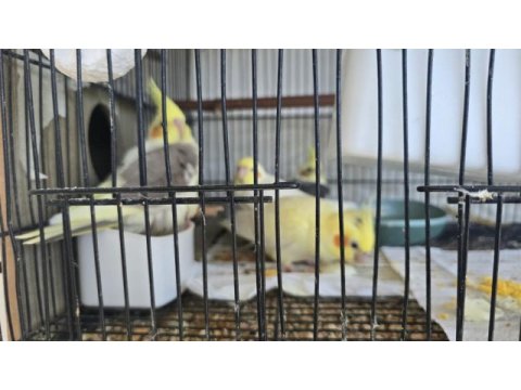 Bebek sultan papağanları lutino karışık