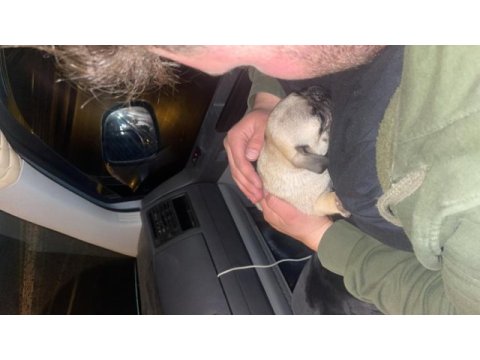2 aylık pug gül kuyruk sıfır burun