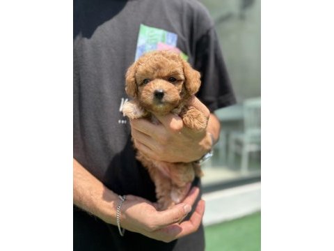 Maltipoo bebişler