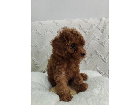 Biblo gibi poodle kızımız yeni yuvasını arıyor